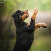 Rottweilers Dog New Wallpapers Themes icon