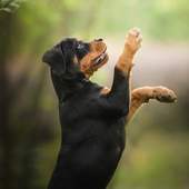 Rottweilers Dog New Wallpapers Themes 1.0
