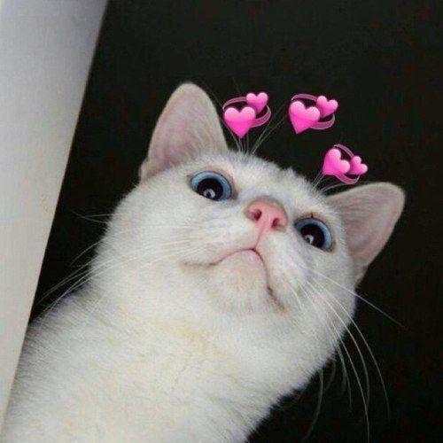 Cute cats beautiful Wallpaper screenshot 7