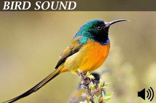 Bird Sounds Ringtones screenshot 2