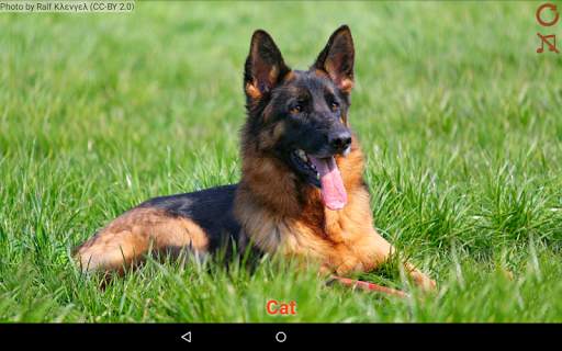 Domestic animals for kids screenshot 6