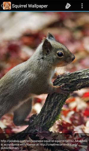 Squirrel Wallpaper screenshot 4