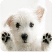 Dog Licks Screen Wallpaper icon