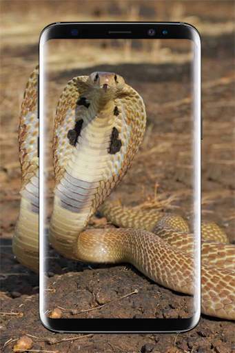 King Cobra Wallpapers HD скриншот 4
