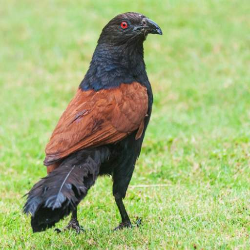 Greater coucal bird sounds 1.0.4