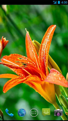 Lily Wallpapers screenshot 3