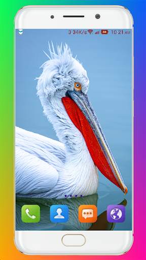 Bird Wallpaper HD screenshot 7