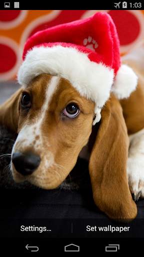 Christmas Dog Live Wallpaper screenshot 2