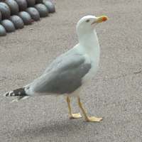 BirdsWallpaper