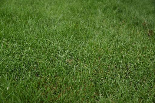 Grass Photo Frames screenshot 3