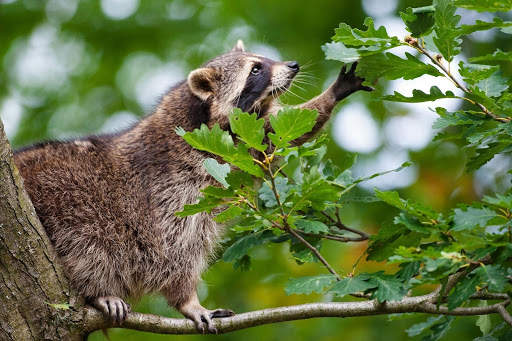 Raccoon Wallpaper screenshot 2
