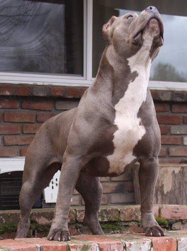 Pitbull Wallpapers HD🐶🐶 3 تصوير الشاشة