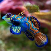 Ikan cantik wallpaper 1.0