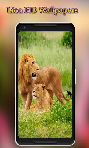Lion Wallpapers HD 6 تصوير الشاشة