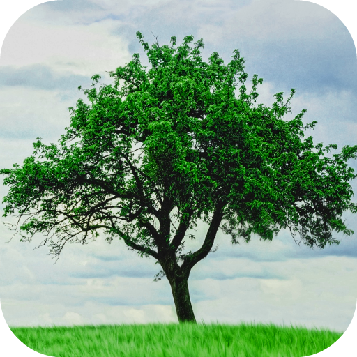 Tree Wallpapers icon
