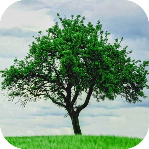 Tree Wallpapers 1.0