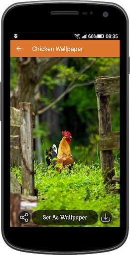 Chicken Wallpaper screenshot 4