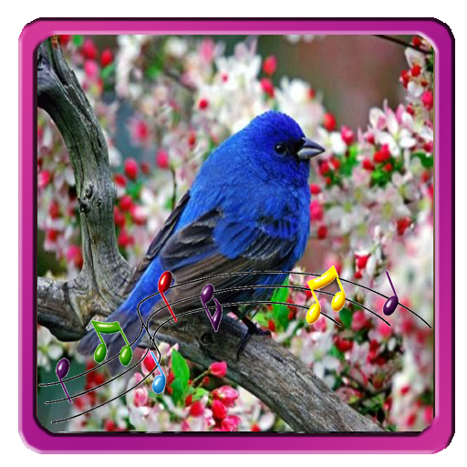 Birds Sounds Ringtones icon