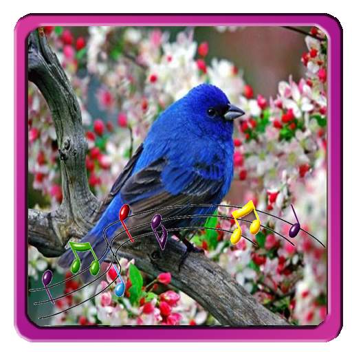 Birds Sounds Ringtones 1.0