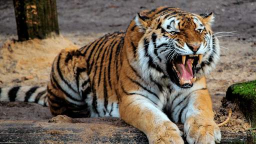 Tiger Sounds screenshot 1