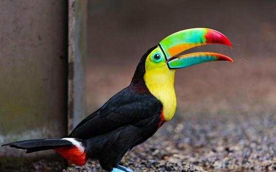 Toucan Bird HD Wallpaper screenshot 2