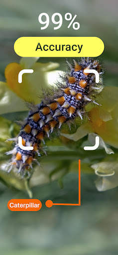 Insect Bug Identifier App screenshot 3