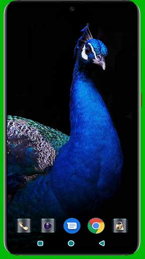 Peacock HD Wallpaper 4K Latest screenshot 4