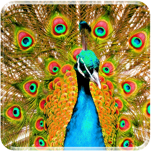 New Peacock Live Wallpaper icon