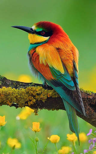 Nature wallpaper hd app offline screenshot 2
