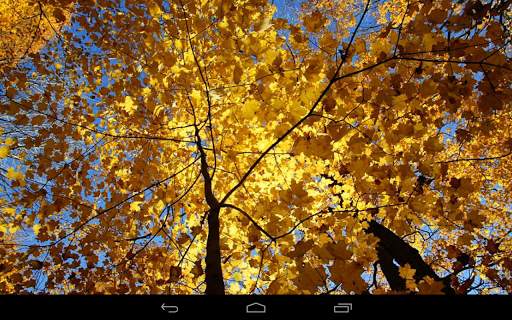 Autumn Wallpaper screenshot 9