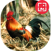 Red junglefowl Wallpapers icon