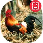 Red junglefowl Wallpapers 1.4