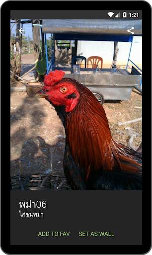 วอลเปเปอร์ไก่ชนไทย screenshot 8