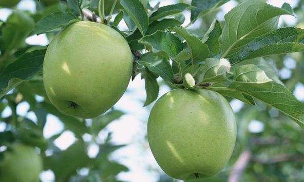 Apples wallpapers screenshot 1