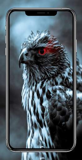 Birds Wallpapers HD - Parrot Wallpaper-Eagle Walls screenshot 2