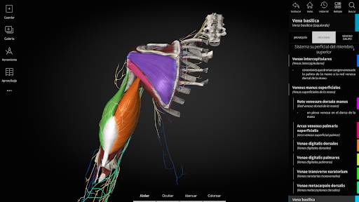 Anatomyka - Anatomía 3D screenshot 11