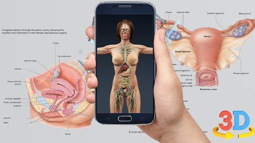 Human anatomy 3D : Organs and Bones screenshot 2