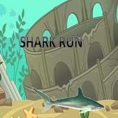 Shark run