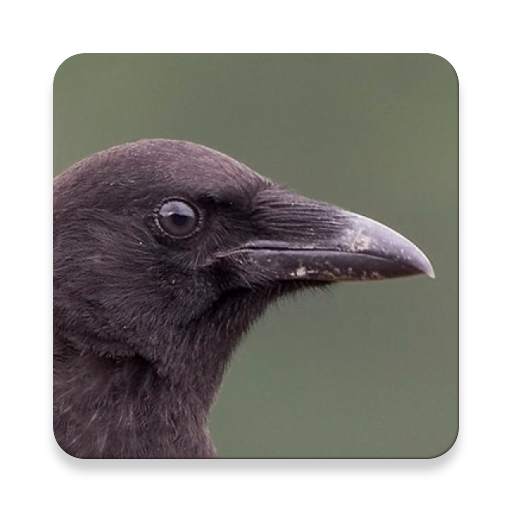 Crow & Corvus Bird Sound Effects 1.0.2