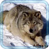 Wolf Photo HD 1.4