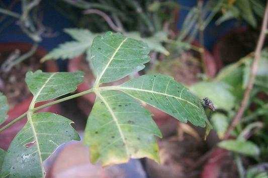 Neem Oil For Health screenshot 1