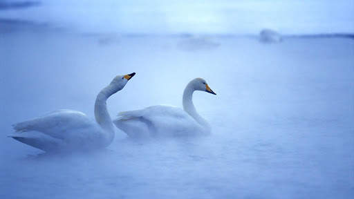 Swan. Birds. Live Wallpaper screenshot 6