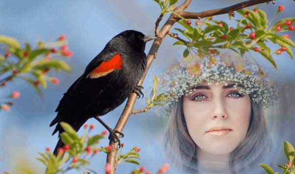 Birds Photo Frames स्क्रीनशॉट 3