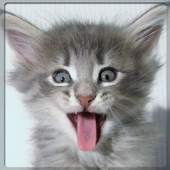 Funny Cats and Dogs - Puzzle. 1.02