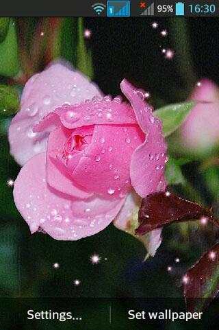 Rose screenshot 1