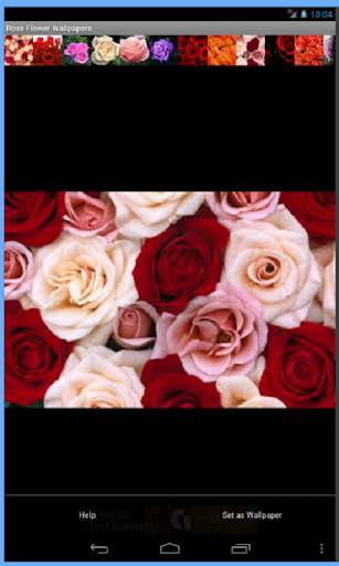 Rose Flowers Wallpaper screenshot 16