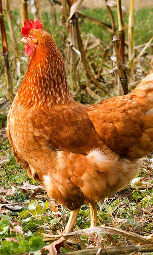 Hen Wallpaper screenshot 4