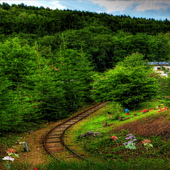 Forest Track Live Wallpaper أيقونة