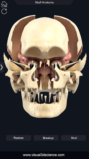 My Skull Anatomy screenshot 8