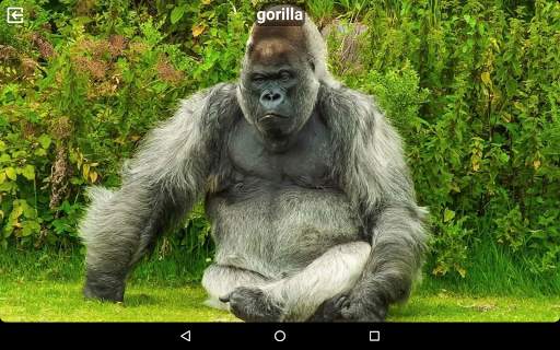 Animal Sounds Free screenshot 9
